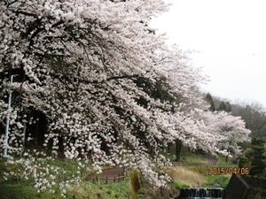 今日の小野池の桜