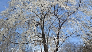 春はやはり美しく咲き誇る桜が素晴らしい！満開そして潔い散りざまも！