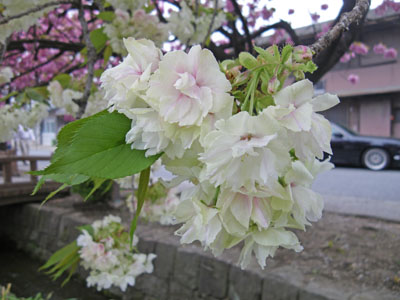 白井城と白井宿の八重桜