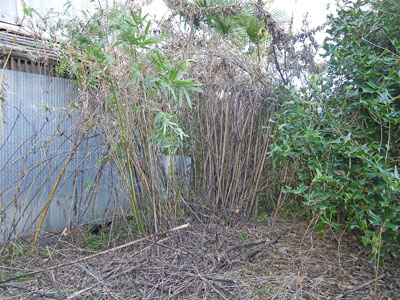 竹やぶの伐採