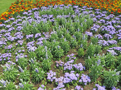 上毛かるたの大花壇と＜ぐんまフラワーパーク＞の花々