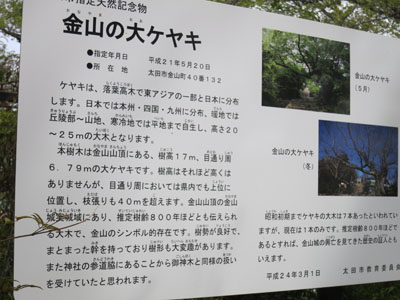 「新田神社のケヤキ」と「浄蔵寺の大イチョウ」