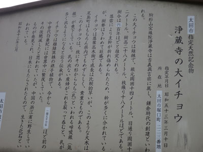 「新田神社のケヤキ」と「浄蔵寺の大イチョウ」