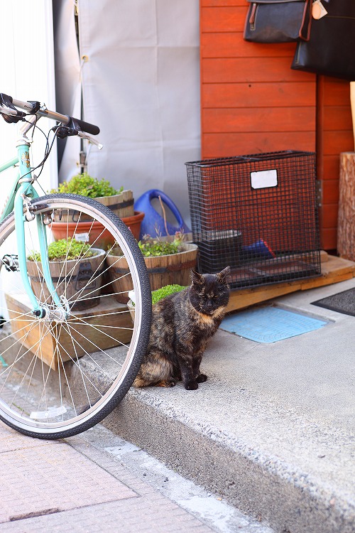 軽井沢の猫