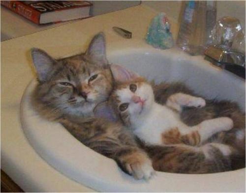 親子洗面台ネコ