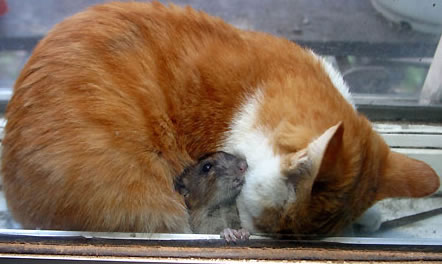 ネズミに甘すぎる猫