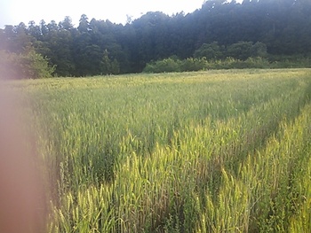 小麦が色づく！箕輪城跡　新曲輪　麦畑で