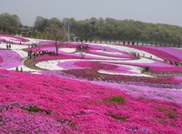みさとの芝桜公園の見ごろ