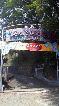藪塚のジャパンスネークセンターでハブの毒採取を見てきました。