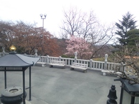 桜の開花　2014　3.26