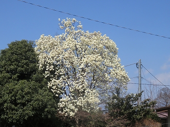 綺麗で長く見させて呉れた今年の白もくれん、桜