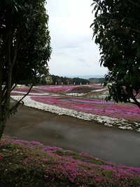 先日のみさと芝桜公園の写真です！