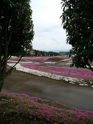 みさと芝桜