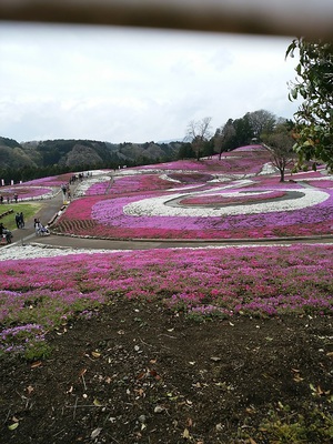 みさと芝桜公園