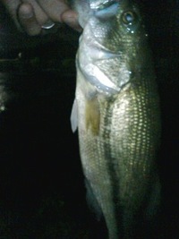 宮城FBで夜釣りをしてきました
