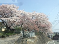 桜の花びら散るたびに