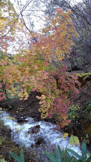 万座温泉とチャツボミゴケ公園付近の紅葉