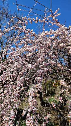 咲き始めの河津桜～ふじの咲く丘にて～