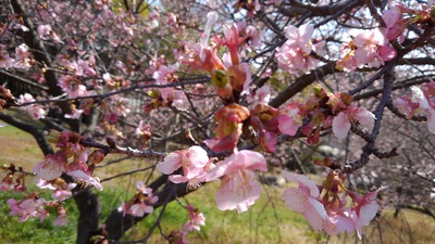 咲き始めの河津桜～ふじの咲く丘にて～