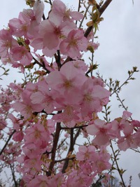 河津桜満開です！