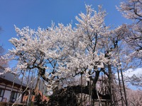 お花見～山高神代桜～