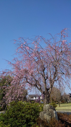 学習センターの桜