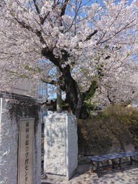 桜たくさん