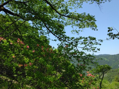 新緑の桜山